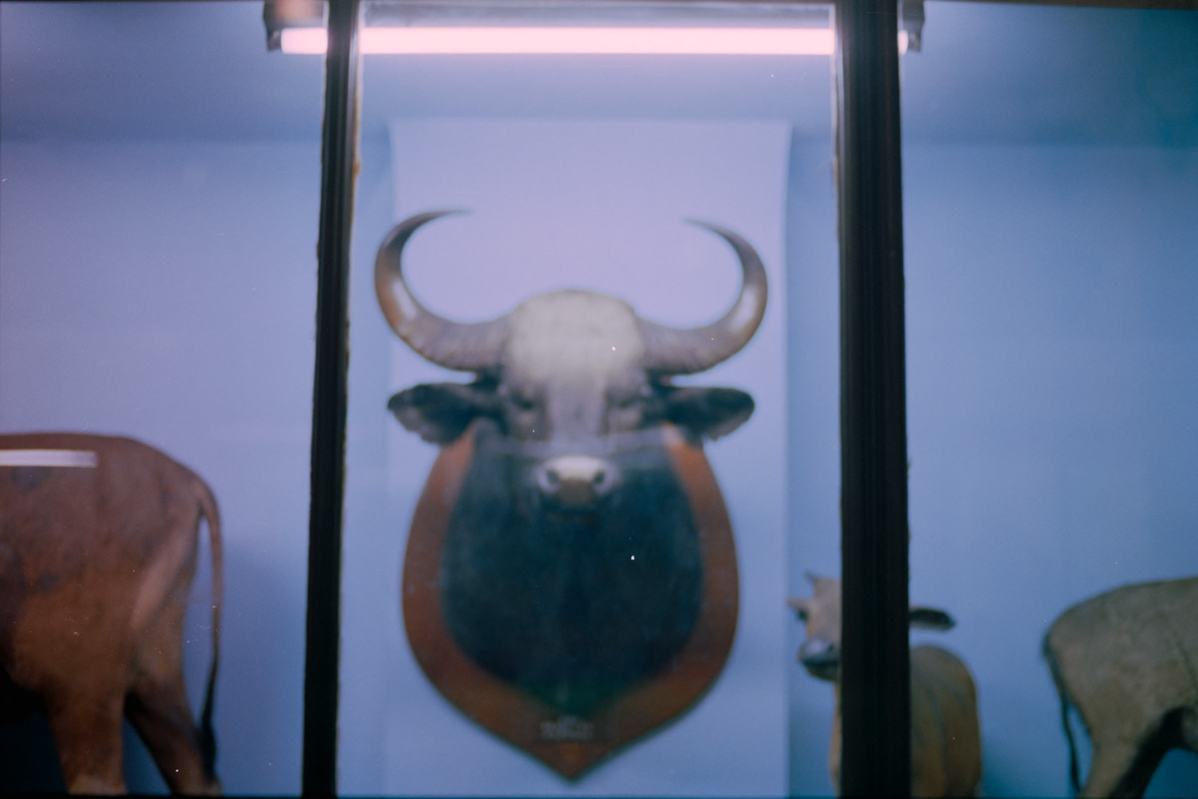 AHP film 2005 01 001 sc240825 img26 NLP